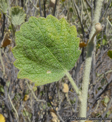 Malacothamnus marrubioides