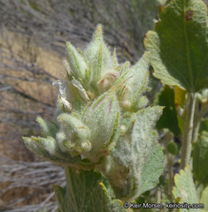 Malacothamnus marrubioides