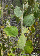 Malacothamnus marrubioides