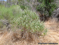Malacothamnus marrubioides