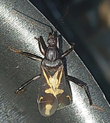 Rasahus sulcicollis