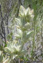 Malacothamnus marrubioides