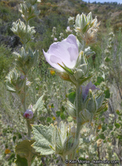 Malacothamnus marrubioides
