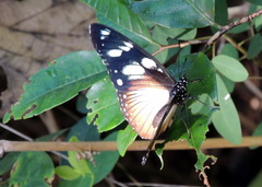 Hypolimnas anthedon anthedon