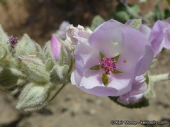 Malacothamnus marrubioides