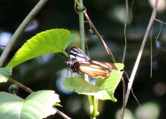 Hypolimnas anthedon anthedon