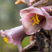 Puya bicolor - Photo (c) Ken-ichi Ueda,  זכויות יוצרים חלקיות (CC BY)