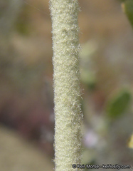 Malacothamnus marrubioides