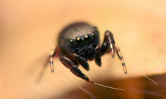 Sassacus cyaneus