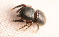 Sassacus cyaneus