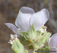 Malacothamnus marrubioides