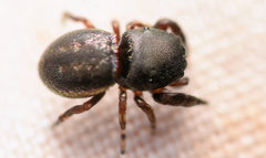 Sassacus cyaneus