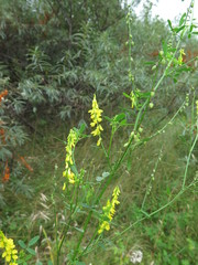 Melilotus suaveolens