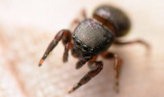 Sassacus cyaneus