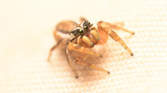 Pelegrina pervaga