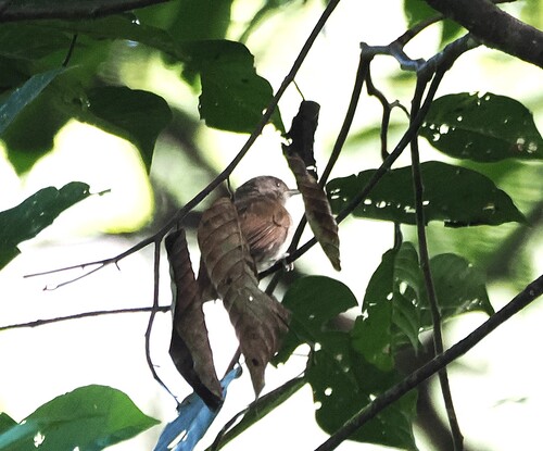 Brown Fulvetta (Alcippe brunneicauda), photo 3