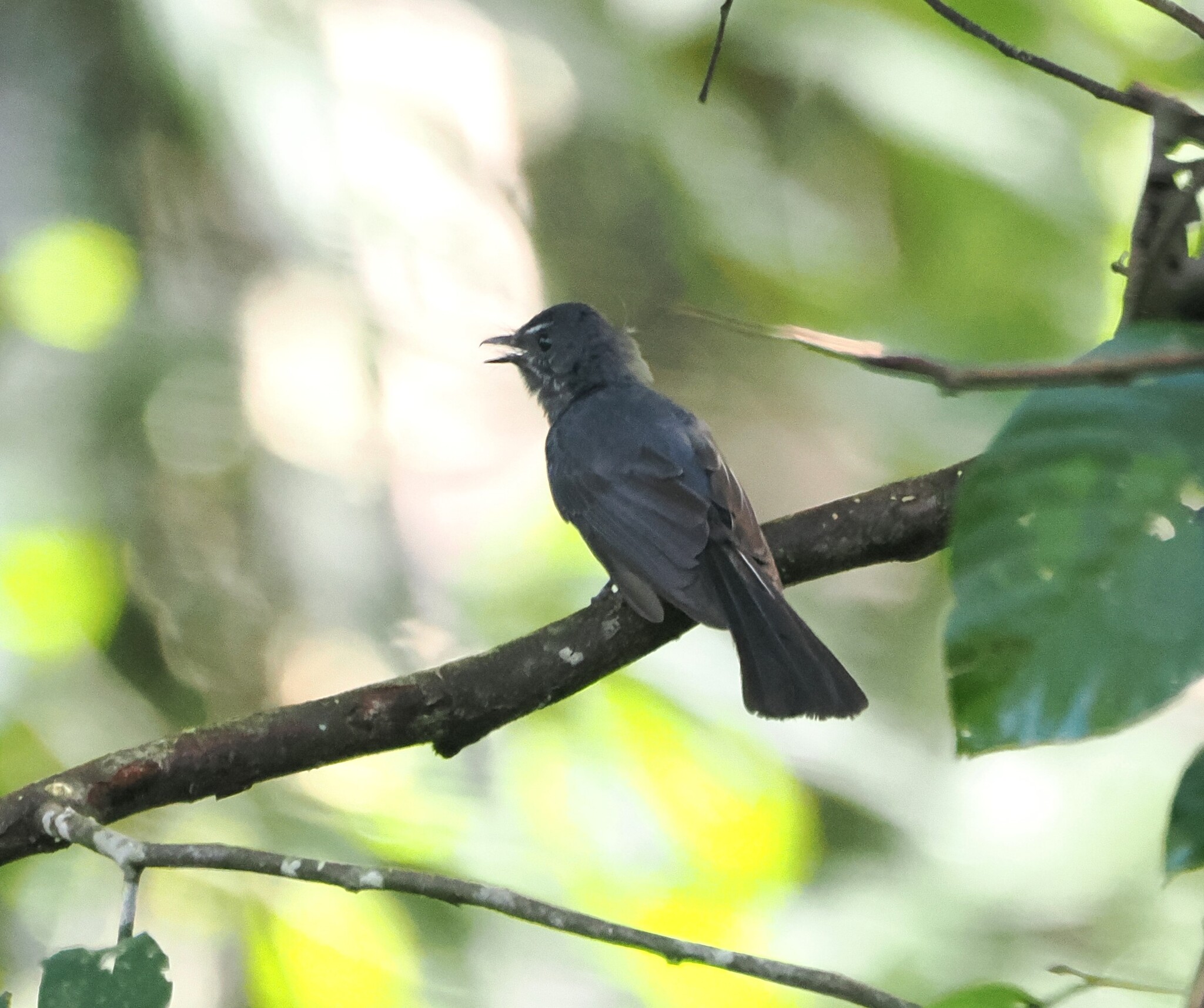 Spotted Fantail (Rhipidura perlata), photo 6