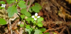 Cardamine forsteri