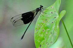 Thaumatoneura inopinata image