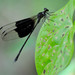 Great Cascade Damsel - Photo (c) Lev Frid, some rights reserved (CC BY-NC), uploaded by Lev Frid
