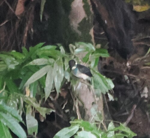 Javan Blue-banded Kingfisher (Alcedo euryzona)