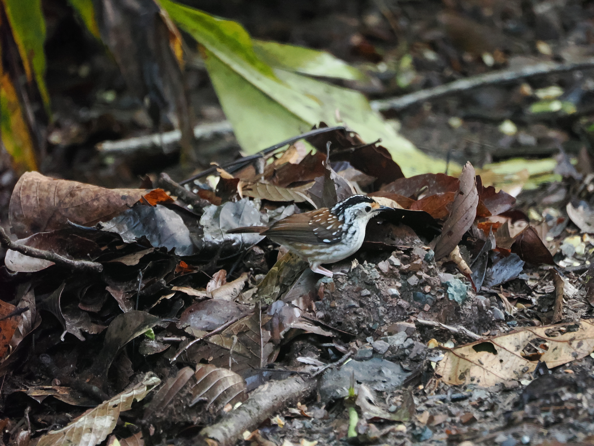 Striped Wren-Babbler (Kenopia striata), photo 1