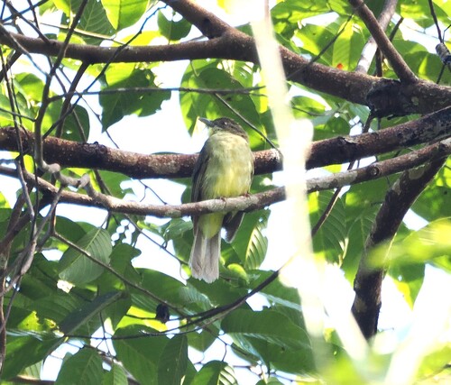 Finsch's Bulbul (Iole finschii), photo 4