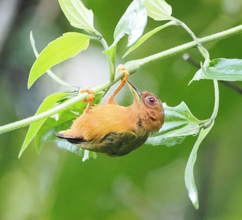 Rufous Piculet (Sasia abnormis), photo 4