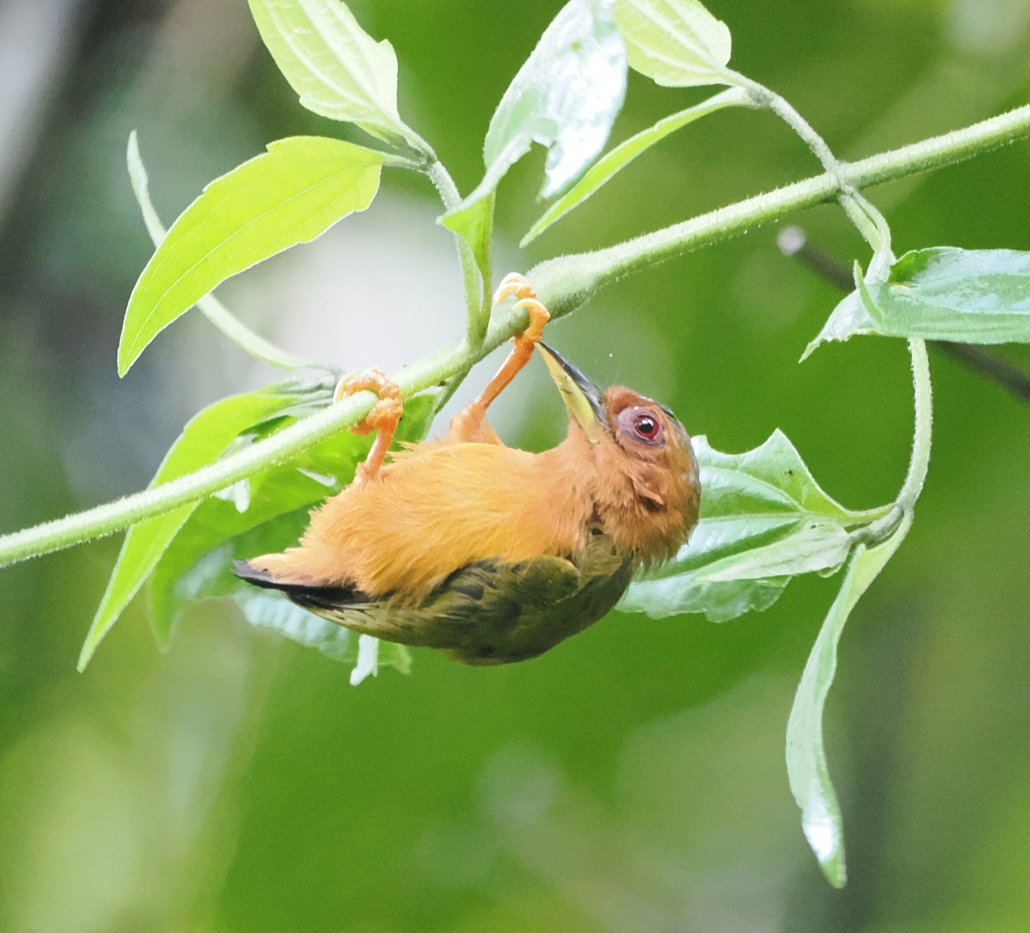 Rufous Piculet (Sasia abnormis), photo 6