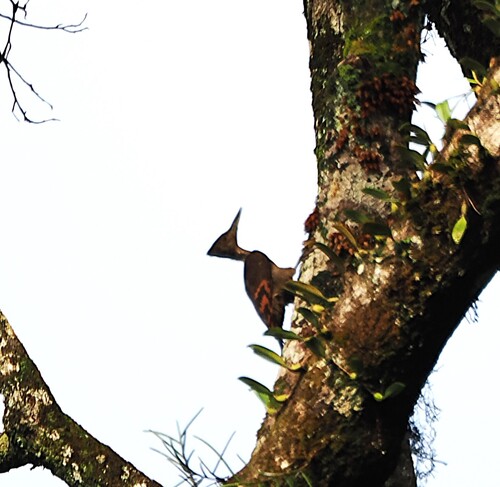 Orange-backed Woodpecker (Chrysocolaptes validus), photo 7