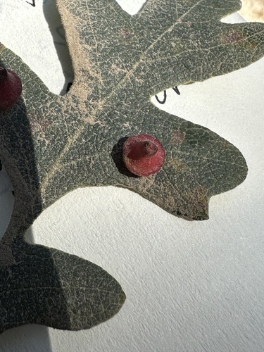 iNaturalist observation photo of Red Cone Gall Wasp