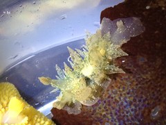 Dirona picta