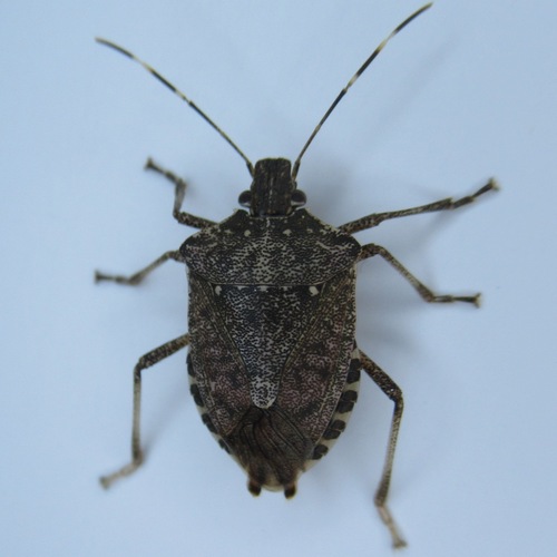 Brown Marmorated Stink Bug