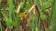Geothlypis flavovelata