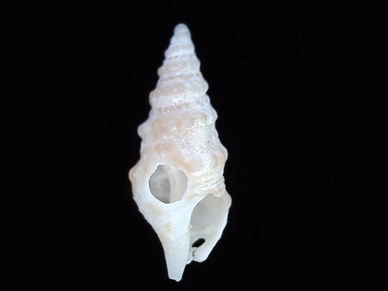 Kuroshioturris