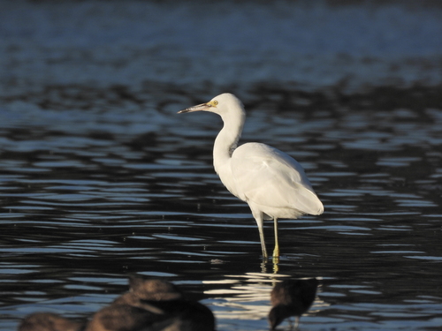 Snowy Egret photographed in Maine