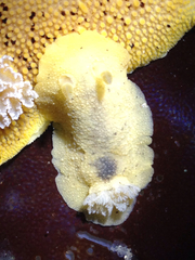 Geitodoris heathi