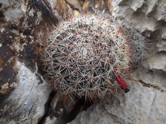 Mammillaria grusonii