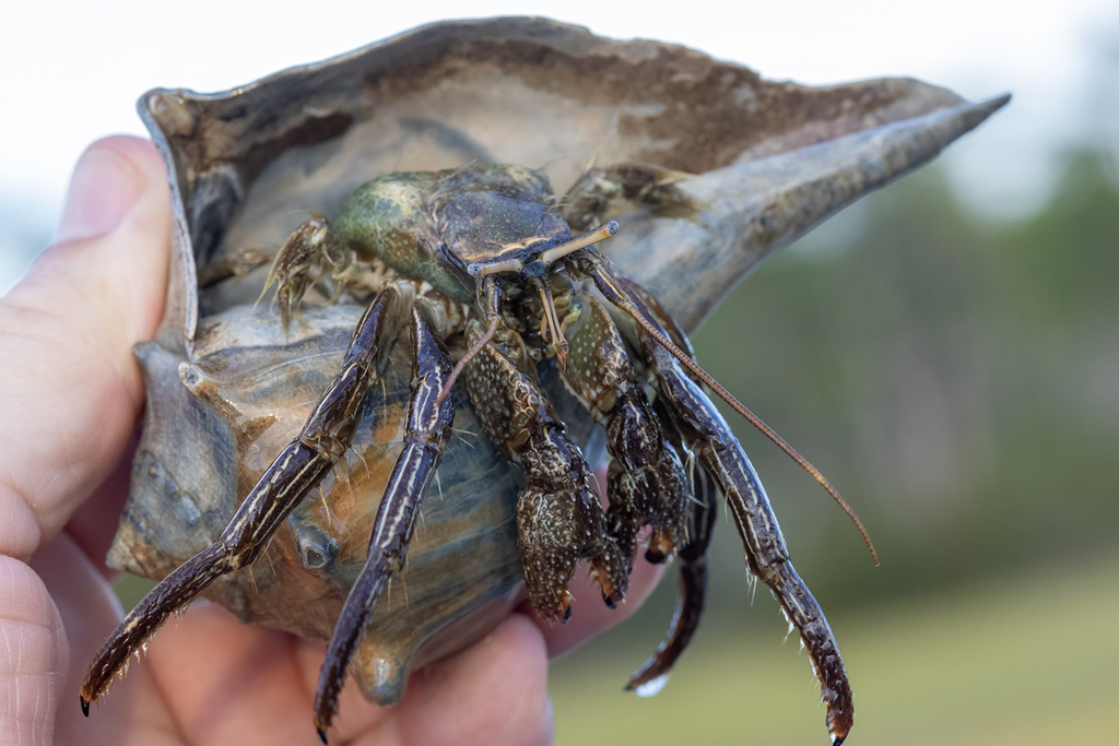 Thinstripe Hermit Crab from 10 Clam Creek Rd, Jekyll Island, GA 31527 ...
