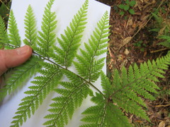 Parapolystichum microsorum pentangulare