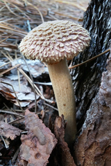 Boletellus ananas image
