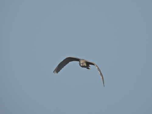 Black-crowned Night Heron photographed in Maine