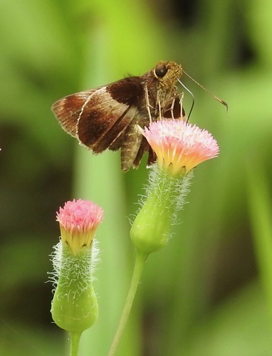 Remella vopiscus