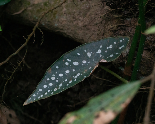 Begonia maculata