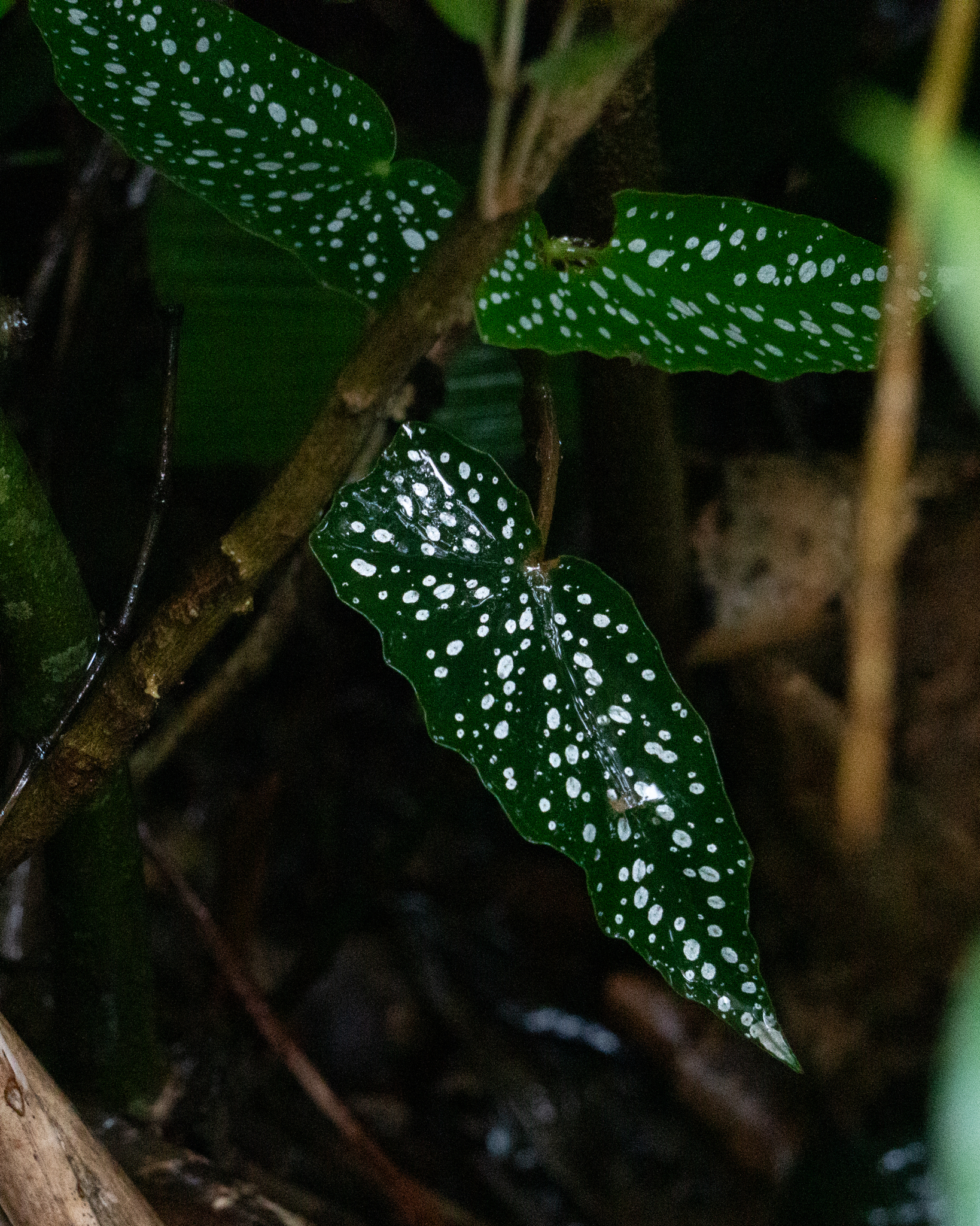 Begonia maculata
