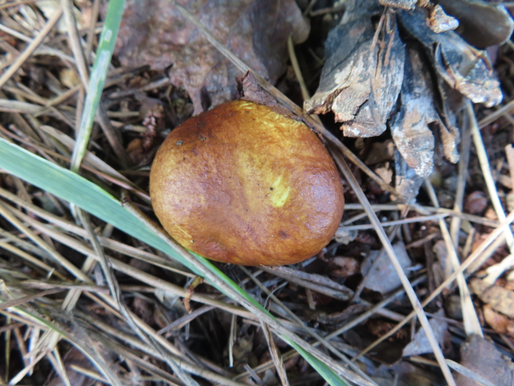 Suillus granulatus · September 2025 · photo: © timur_kalininsky (iNaturalist, cc-by)