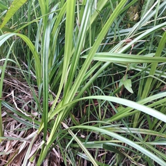 Carex excelsa