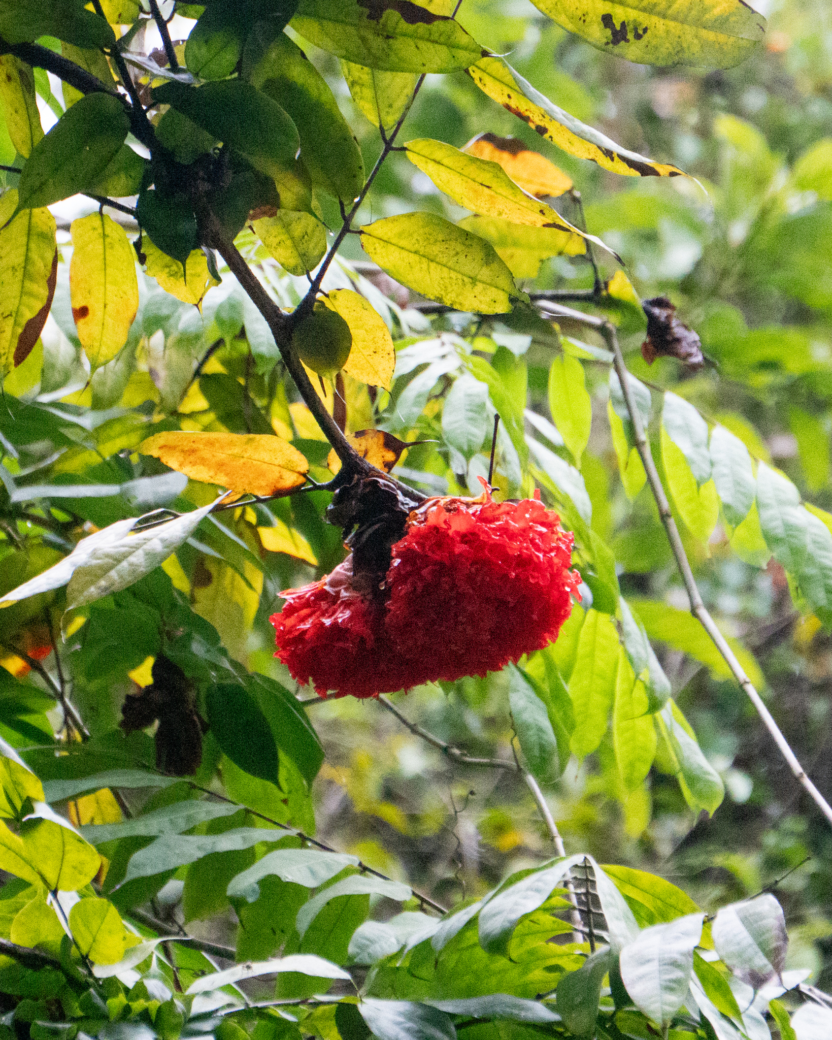 Brownea Grandiceps (Brownea grandiceps)