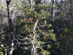 Cupressus pygmaea