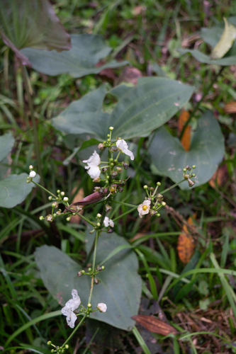 Large-leaved Amazon Sword (Echinodorus macrophyllus)